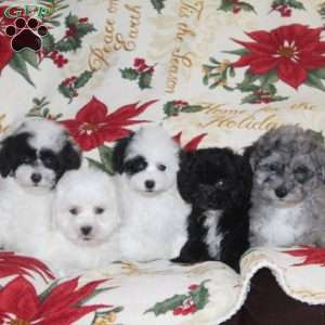 Willow, Bich-Poo Puppy